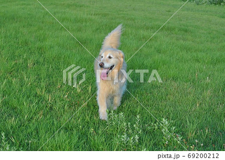ゴールデンレトリーバー ウィル七歳の夏 ゴールデンレトリーバー ウィル七歳の夏 69200212