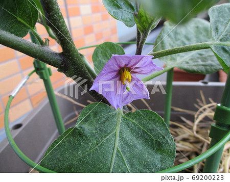 家庭菜園 プランター ナスの花の写真素材