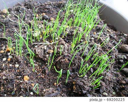 家庭菜園 プランター 九条ネギ 種から苗の発芽の写真素材
