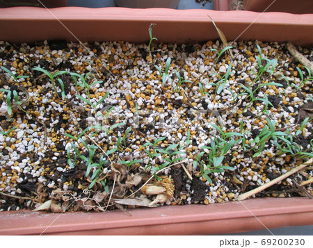 秋に咲くコスモス 種からの発芽 プランター栽培の写真素材