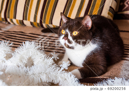 British cat is playing with the Christmas garland 69200256