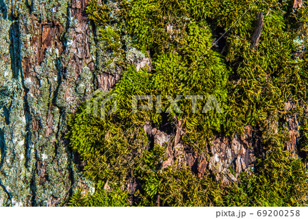 Tree bark covered with moss background 69200258