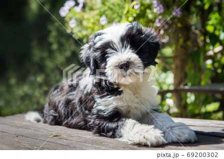 white funny Tibetan Terrier dog puppy is sitting at the table 69200302