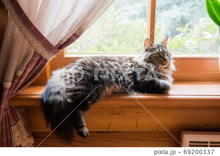 norwegian cat Sitting on Window Sill looking out norwegian cat Sitting on Window Sill looking out 69200337