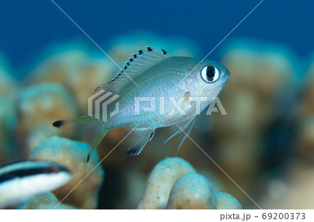 青い海を背景にサンゴの上を泳ぐ白いスズメダイの幼魚 青い海を背景にサンゴの上を泳ぐ白いスズメダイの幼魚 69200373
