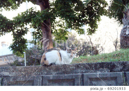 猫 道猫 動物 69201933