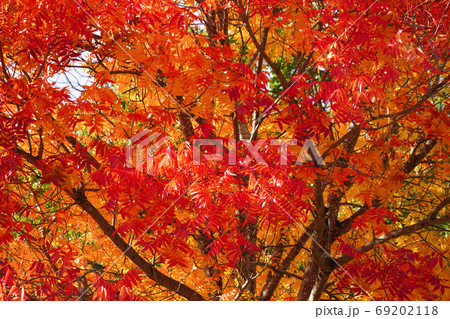 岩国市吉香公園の鮮やかなカイノキの紅葉 岩国市吉香公園の鮮やかなカイノキの紅葉 69202118
