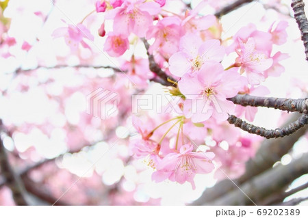 河津桜のアップ 河津桜のアップ 69202389