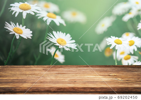 Beautiful spring background with white daisy flowers and empty wooden table in nature outdoor. Natural template with sunlight. 69202450