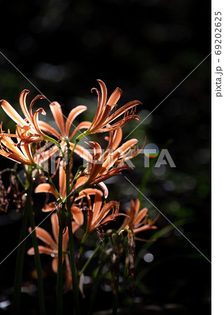 光に照らされた花 キツネノカミソリ 光に照らされた花 キツネノカミソリ 69202625