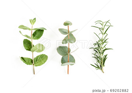 Mix of herbs, green branches, leaves mint, eucalyptus, rosemary and plants collection on white background. Set of medicinal herbs. Flat lay. Top view. Mix of herbs, green branches, leaves mint, eucalyptus, rosemary and plants collection on white background. Set of medicinal herbs. Flat lay. Top view. 69202882