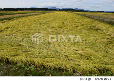 風水害で倒れた稲穂 69203053