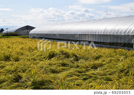 風水害で倒れた稲穂 69203055