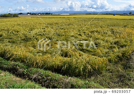 風水害で倒れた稲穂 69203057