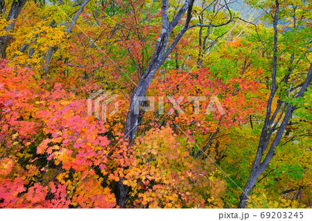 志賀高原蓮池付近の山腹の紅葉鮮か 志賀高原蓮池付近の山腹の紅葉鮮か 69203245