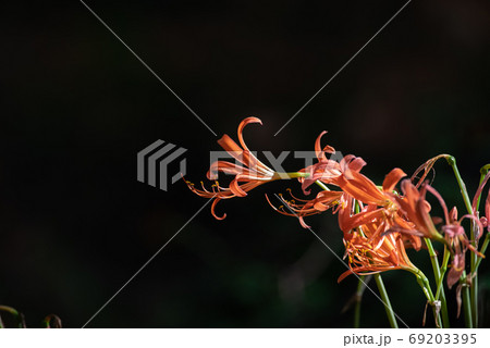 光に照らされた花　キツネノカミソリ 69203395