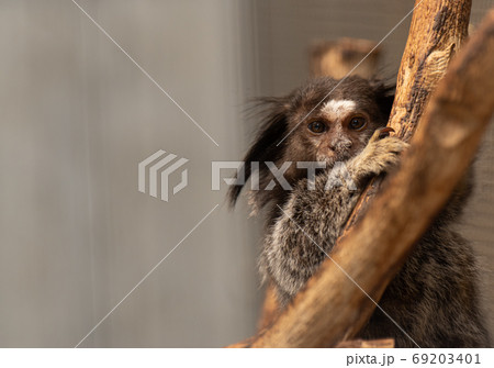 可愛いサル 可愛いサル 69203401