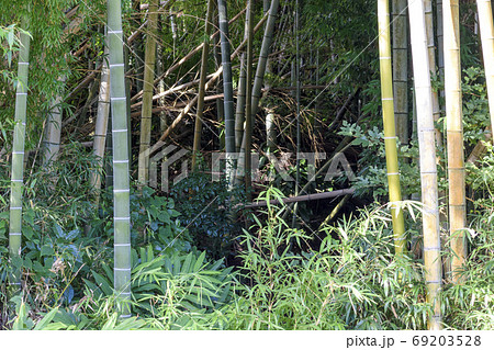 荒れた竹林 69203528