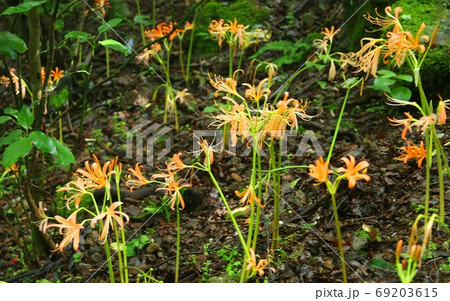 八幡岳のオオキツネノカミソリ 八幡岳のオオキツネノカミソリ 69203615