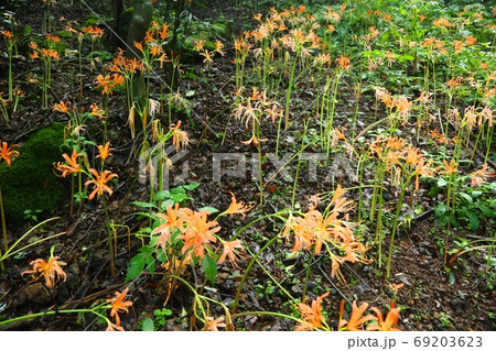 八幡岳のオオキツネノカミソリ 八幡岳のオオキツネノカミソリ 69203623