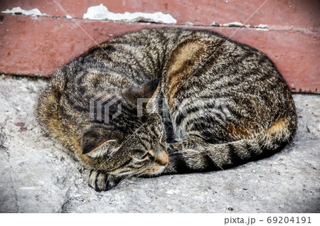 Tabby cat lying sleeping on the stairs by the porch 69204191
