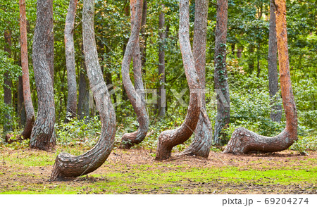 Oddly shaped pine trees in Crooked Forest, Poland. Oddly shaped pine trees in Crooked Forest, Poland. 69204274