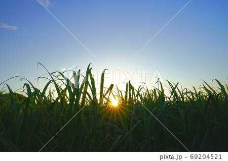 夕陽を浴びるさとうきび 69204521