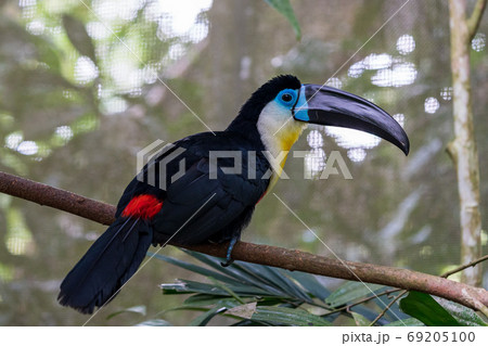 ヒムネオオハシ 69205100