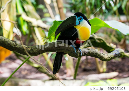 ヒムネオオハシ 69205103