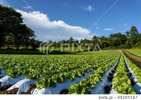 浅間山麓の高原野菜栽培 浅間山麓の高原野菜栽培 69205587