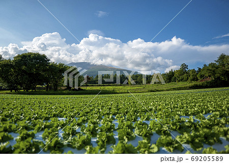 浅間山麓の高原野菜栽培 浅間山麓の高原野菜栽培 69205589