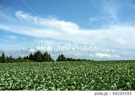 浅間山麓の高原野菜栽培 浅間山麓の高原野菜栽培 69205593