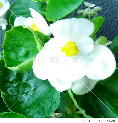 白いベゴニア 69205606