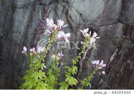 クレオメの花 またの名を花魁草や風蝶草の写真素材