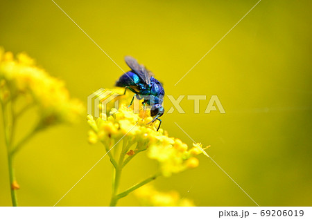 オミナエシの蜜を吸うオオセイボウ オミナエシの蜜を吸うオオセイボウ 69206019