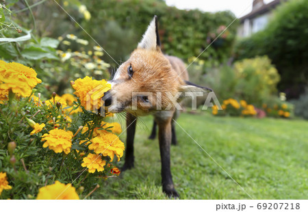 Red fox smelling marigold flowers 69207218