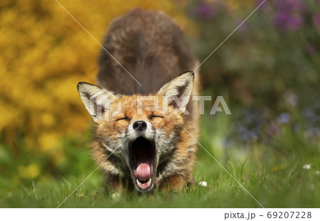 Close up of a red fox yawning Close up of a red fox yawning 69207228