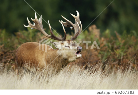 Red deer stag calling during rutting season 69207282