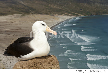 Black-browed Albatross sitting on a mud pillar nest on a coast 69207283