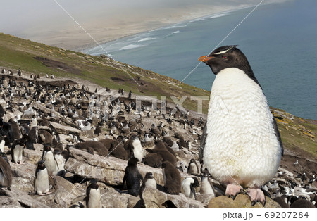 Close up of Southern rockhopper penguin standing on a rock 69207284