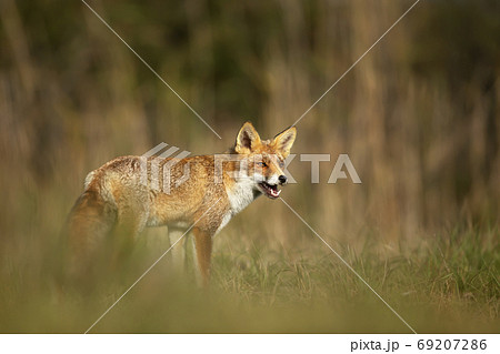 Close up of a playful Red fox standing in the field of grass Close up of a playful Red fox standing in the field of grass 69207286
