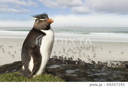Close up of Southern rockhopper penguin standing on a rock Close up of Southern rockhopper penguin standing on a rock 69207293