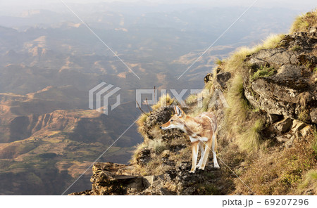 Rare and endangered Ethiopian wolf standing in the highlands Rare and endangered Ethiopian wolf standing in the highlands 69207296