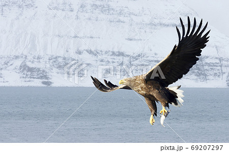 White-tailed sea Eagle in flight White-tailed sea Eagle in flight 69207297