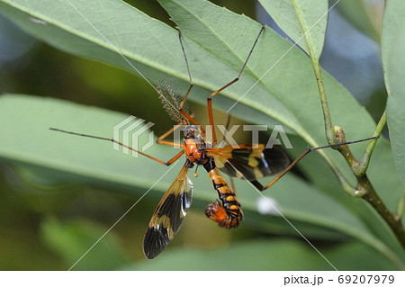 ホリカワクシヒゲガガンボ ホリカワクシヒゲガガンボ 69207979