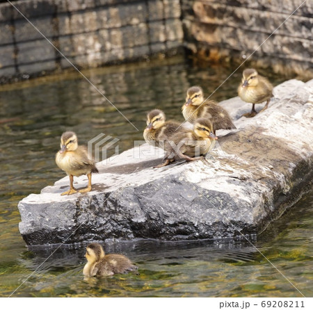 鴨 69208211