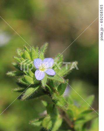 タチイヌノフグリの花 69208565