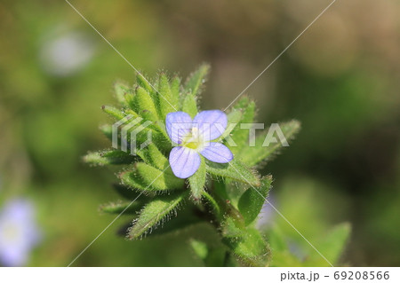 タチイヌノフグリの花 タチイヌノフグリの花 69208566