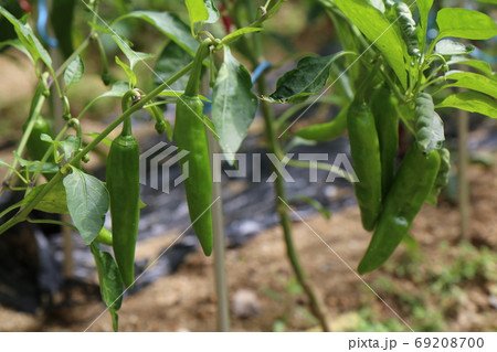 畑に実る青い唐辛子（韓国） 69208700