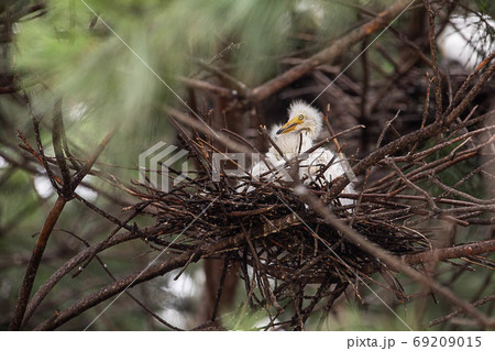 野生動物 鳥 動物 69209015